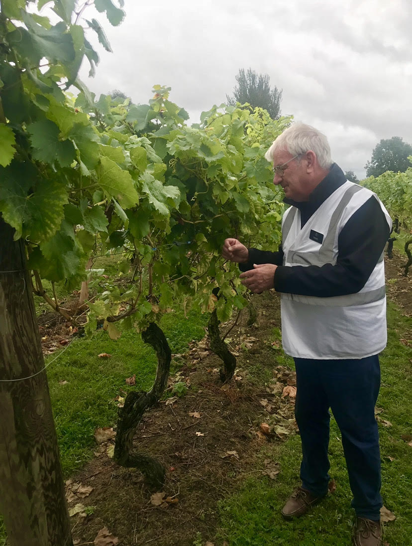 Chapel Down Vineyard, Kent, Uk.