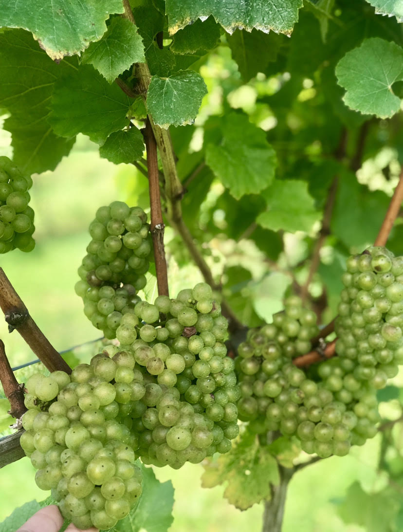 Hambledon Vineyard, UK.